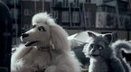 Mongrels: You Saved My Boy