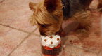Staten Island Cakes: Doggy Parfait
