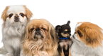 Howdini: How To Choose A Puppy That Is Right For Your Family