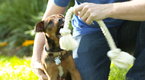 Howdini: How To Stop Puppy Biting