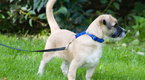 Howdini: How To Leash Train Your Puppy