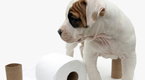 Howdini: How To House Train Your Puppy