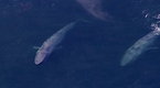 Explorer: Kingdom of the Blue Whale (season 5, episode 12)