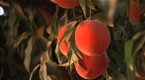 Ripe For Change