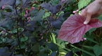 A Gardener's Diary: Old and Young Garden (season 13, episode 13)