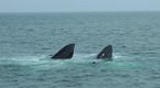 National Geographic Specials: Dodging Whales