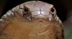 Hunter and Hunted: Victims of Venom (season 1, episode 4)