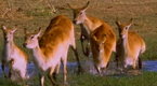 National Geographic Travel: Predators and Prey: Okavango