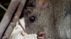 Australia Wild: From the Snow to the Sea (season 1, episode 5)