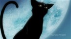 D. Gray Man: Feelings of Devotion (season 1, episode 50)