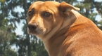 Ax Men: Swamp Logging Dog