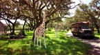 Shared Ads: Disney World