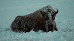Ken Burns' The National Parks: America's Best Idea: The Last Refuge (1890-1915) (season 1, episode 2)