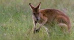 Australia Wild: Year of the Gagadju (season 1, episode 16)