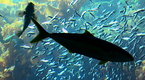 Cooking Up A Story: State of the Oceans Health: in Crisis