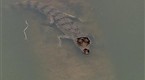 Dangerous Encounters: Countdown Croc