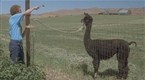 Napoleon Dynamite (2004): Tina Eat the Food