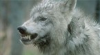 Quest for Fire: Wolf Attack