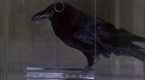 The Crow: Stairway To Heaven: Gathering Storm (season 1, episode 22)