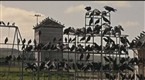 The Birds Amass