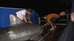 Shark Men: Night Tagging