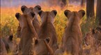 Big Cat Week: Superpride (season 1, episode 2)