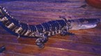 The Animal Extractors: Double Trouble Gators (season 1, episode 6)