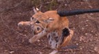 The Animal Extractors: Break-In Bear (season 1, episode 1)