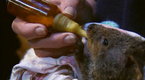 Animal Allies: Episode 10 (season 2, episode 10)