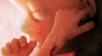 TEDTalks: Alexander Tsiaras: Conception to Birth: Visualized