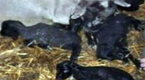 NBC TODAY Show: Lamb Quintuplets Born at Farm in Iowa