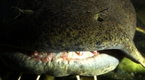 Monster Fish: Killer Catfish?
