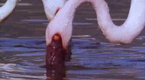 Australia Wild: Nature's Gamblers (season 1, episode 8)