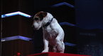 Jimmy Kimmel Live: Uggie Picks Best Actor!