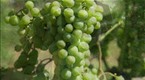Uncorked: New York (season 1, episode 2)