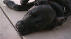 Dog Whisperer: Cujo and Molly (season 6, episode 4)