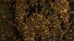 The Nature of Things: Bee Talker: the Secret World of Bees (season 46, episode 3)