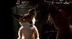Mongrels: They're All Dead