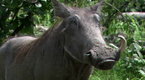 Wild: Queen of the Warthogs