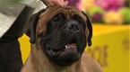 Westminster Kennel Club Dog Show: Best of Working Group