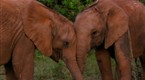 The Nature of Things: Game Over - Conservation in Kenya (season 47, episode 5)