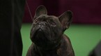 Westminster Kennel Club Dog Show: Best in Show