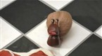 Movieola Shorts: Animation: The Inquisitive Snail