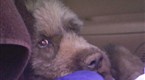 DogTown: Shaggy the Survivor