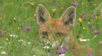 Wild: Kingdom of the Meadow