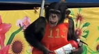 NBC TODAY Show: Zoo Animals in China Take Part in Fire Drill