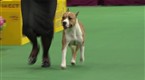Westminster Kennel Club Dog Show: Best of Terrier Group