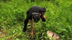 Billy the Exterminator: Coyote Activity