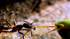Great Migrations: Ant Cam to the Rescue