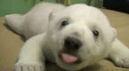 Knut &amp; Friends: Knut and Friends